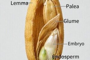 Kingoal Milling 2-Types-and-Structures-of-Rice-Featured-image-300x202 Rice Types and Structures 
