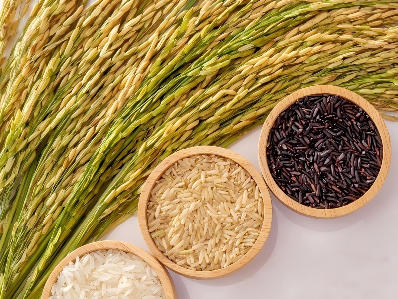 Kingoal Milling 2 types et structures de riz Types et structures de riz 