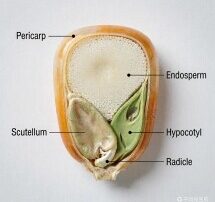 Kingoal Milling structure-of-corn-mini-215x202 Corn Types and Structures 