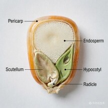 Kingoal Milling structure-de-maïs-mini Accueil 
